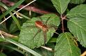 Dolomedes_fimbriatus_D8310_Z_90_Les Gris_Frankrijk